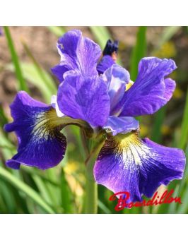 Iris sibirica : Coronation Anthem