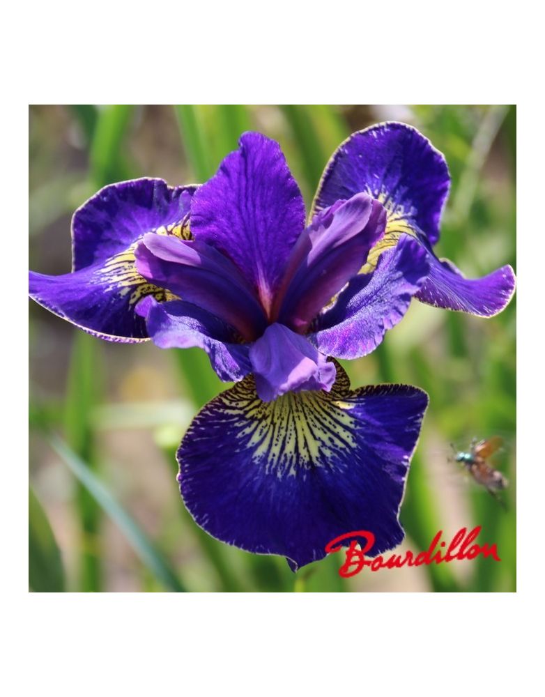 Iris sibirica : Golden Edge