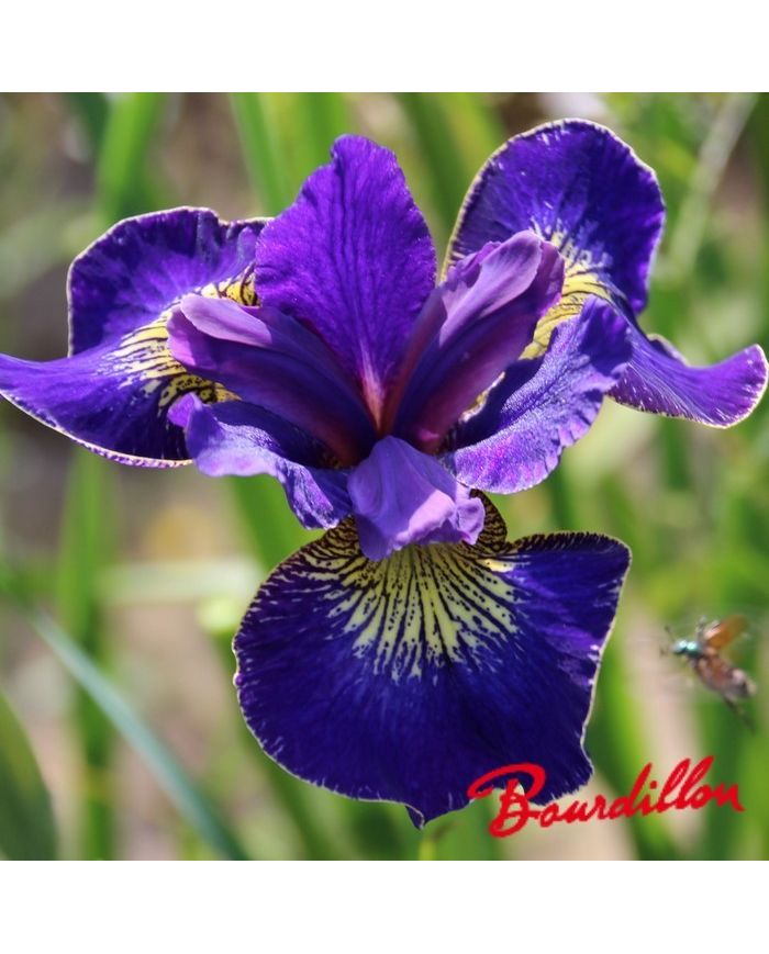 Iris : GOLDEN EDGE