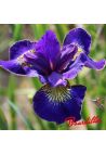 Iris : GOLDEN EDGE
