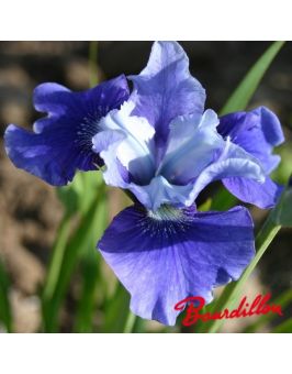 Iris sibirica : Lake Keuka