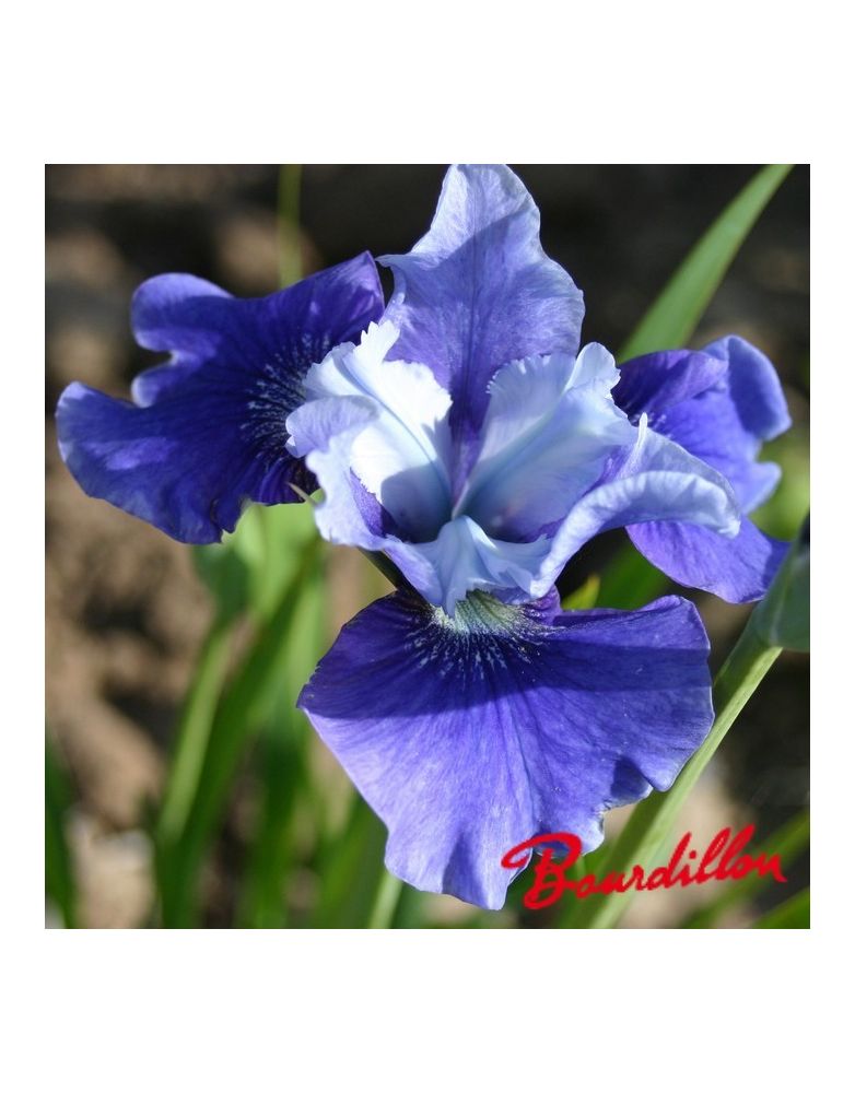 Iris sibirica : Lake Keuka