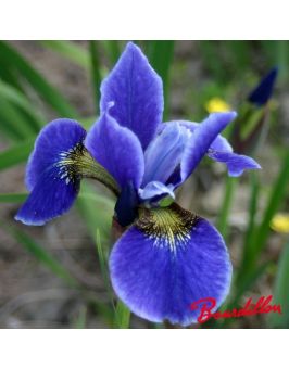 Iris sibirica : Yankee Consul