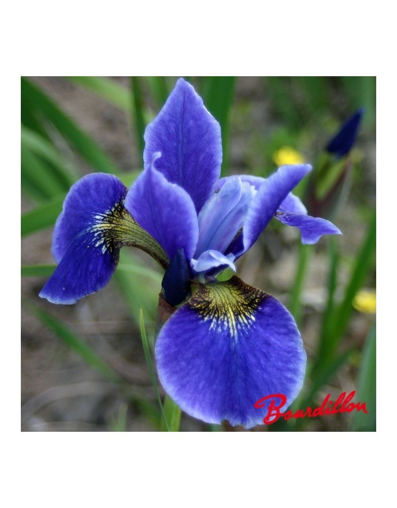 Iris sibirica : Yankee Consul