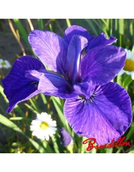 Iris sibirica : Vi Lhuin