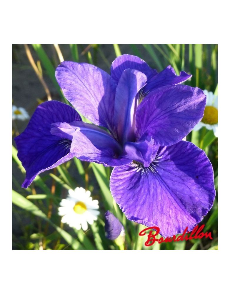 Iris sibirica : Vi Lhuin