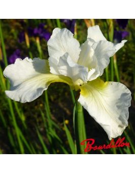 Iris : WHITE PRELUDE