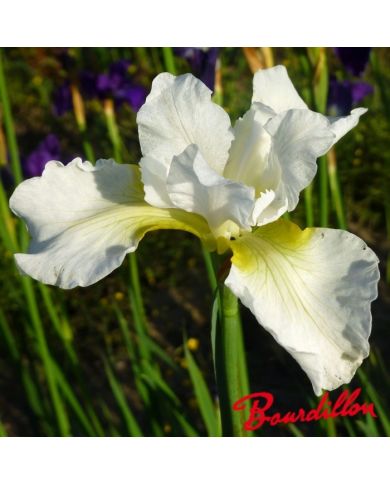 Iris : WHITE PRELUDE