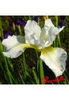 Iris : WHITE PRELUDE