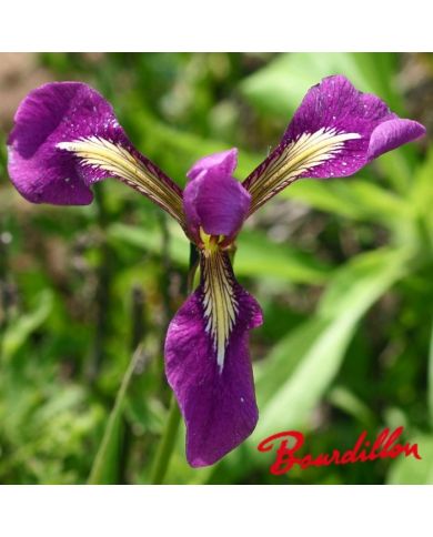 Iris : ASIAN ALLIANCE
