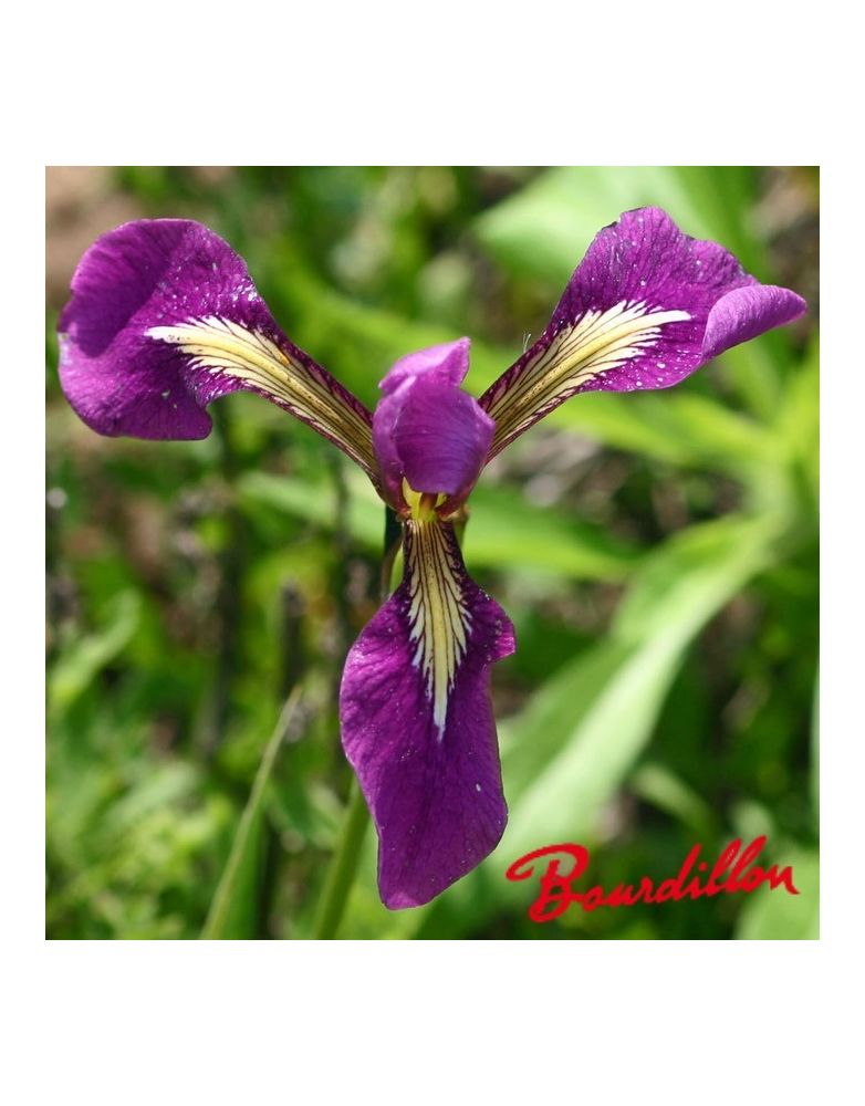 Iris : ASIAN ALLIANCE Iris : ASIAN ALLIANCE