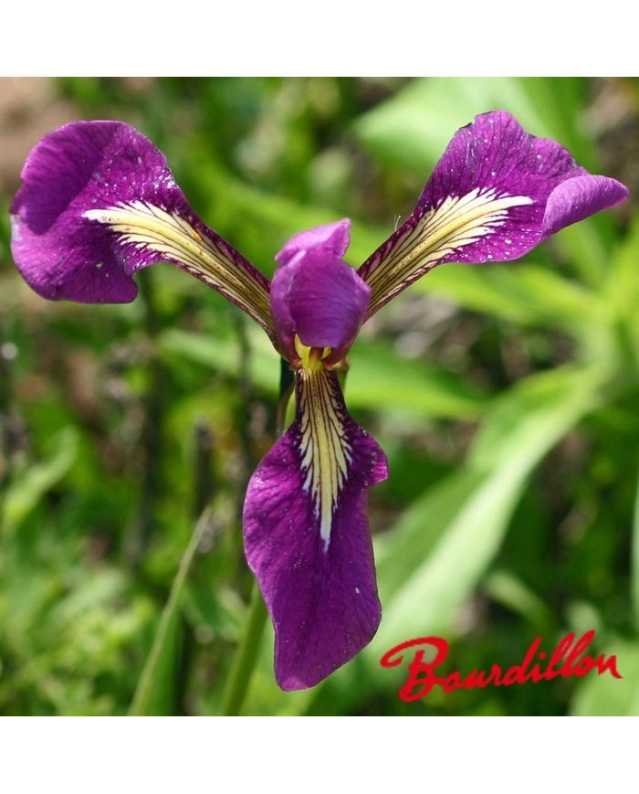 Iris : ASIAN ALLIANCE