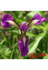 Iris : ASIAN ALLIANCE