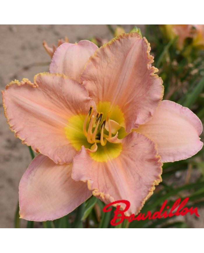 Hemerocalle : ELIZABETH 'S DREAM
