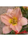 Hemerocalle : ELIZABETH 'S DREAM