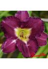 Hemerocalle :  VINO DI NOTTE