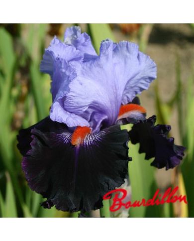 Iris : HONOURABLE LORD