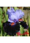 Iris : HONOURABLE LORD