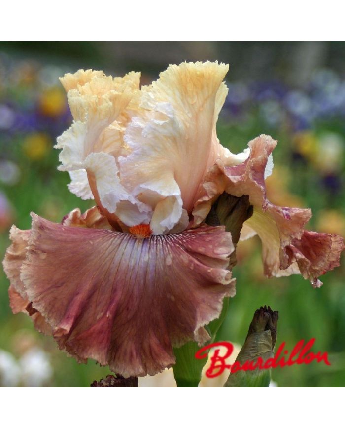 Iris : CHAMPAGNE AND STRAWBERRIES