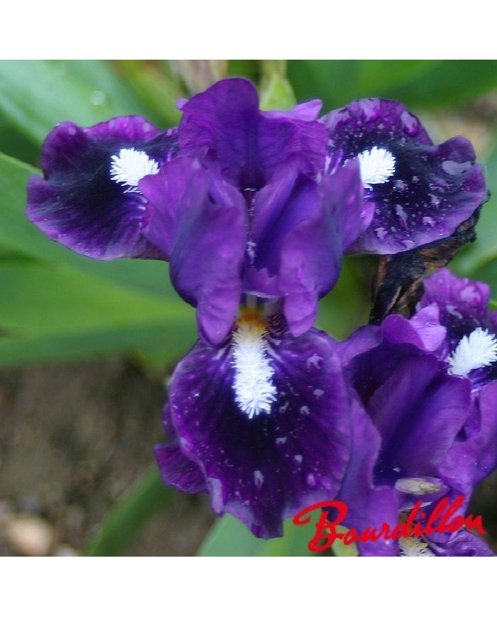 Iris : WHISH UPON A STAR