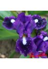 Iris : WHISH UPON A STAR