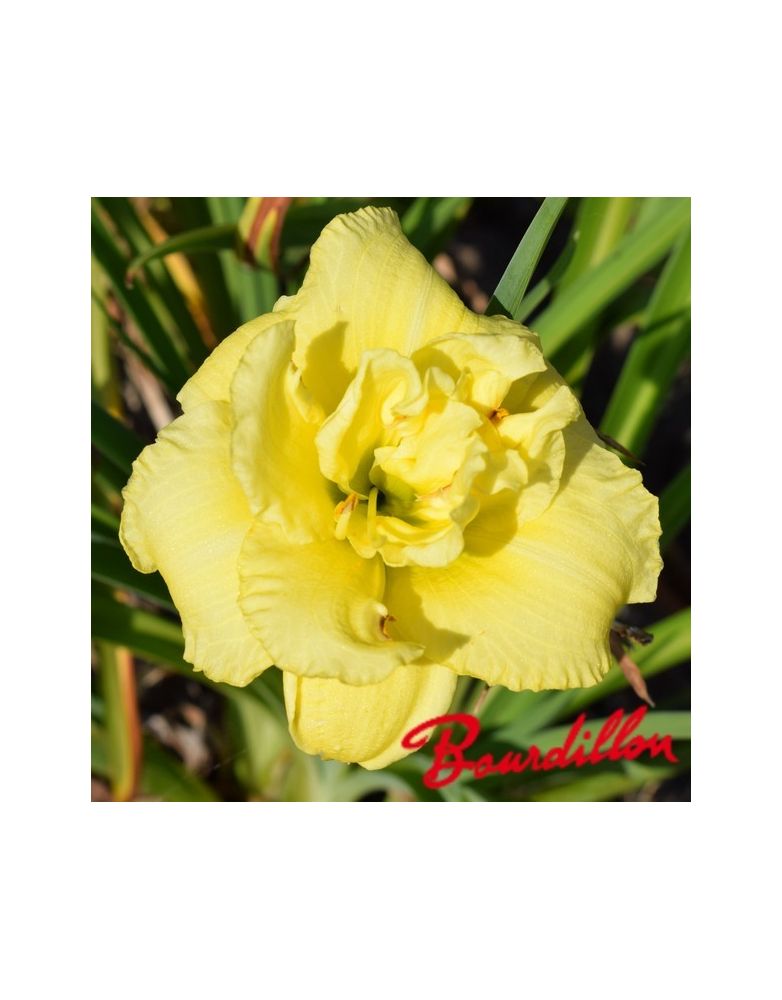 Hémérocalle : Cabbage Flower