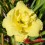 Hemerocalle : CABBAGE FLOWER