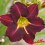 Hemerocalle : CATHERINE NEAL