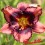 Hemerocalle : EXOTIC TREASURE