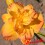 Hemerocalle : FRANCE JOINER