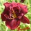 Hemerocalle : DOUBLE RED ROYAL