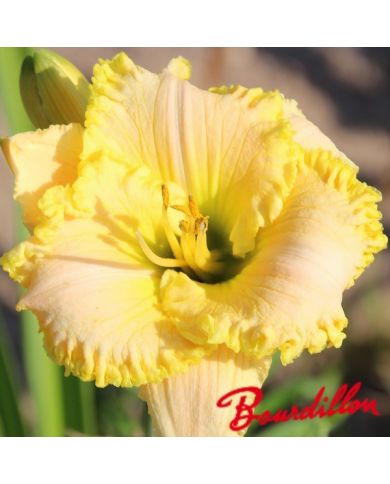Hemerocalle : GREEN MYSTIQUE