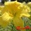 Hemerocalle : HORTENSIA