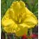 Hemerocalle : ISLE OF CAPRI