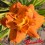 Hemerocalle : MARY BROWN