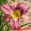 Hemerocalle : MILDRED MITCHELL