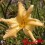 Hemerocalle : MYNELL'S STARFISH