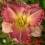 Hemerocalle : NEAL BERREY