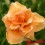Hemerocalle : PEACH MAGNOLIA