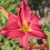 Hemerocalle : RUBY CABERNET