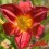 Hemerocalle : SCARLET ORBIT