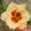Hemerocalle : SILOAM FRENCH MARBLE