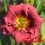 Hemerocalle : SILOAM GRACE STAMILE