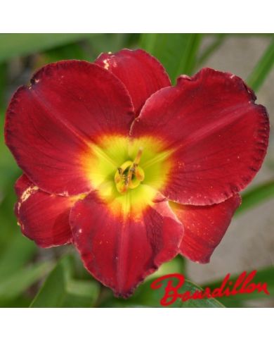 Hemerocalle : PARFUM ROUGE