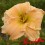 Hemerocalle : SOFT AND PRETTY