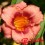 Hemerocalle : STRAWBERRY CANDY