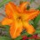 Hemerocalle : TANGERINE PARFAIT