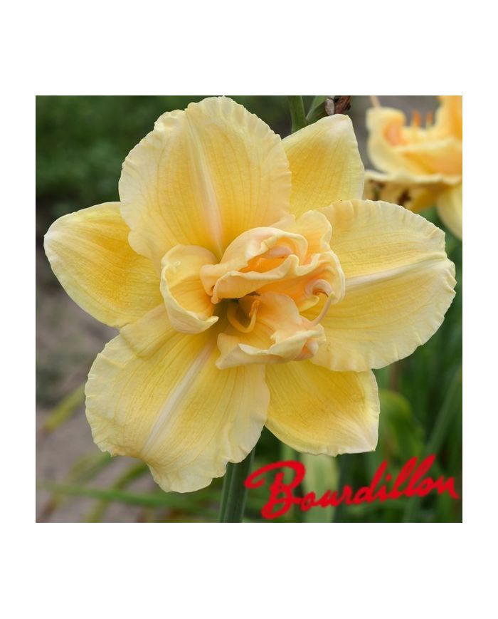 Hemerocalle : VANILLA  FLUFF