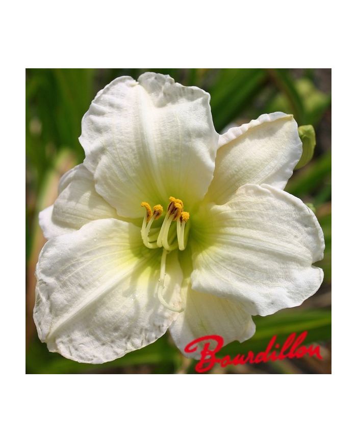 Hemerocalle : GENTLE SHEPHERD