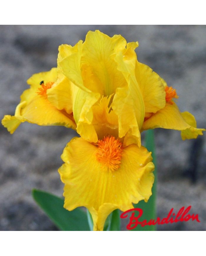 Iris : ALL IS BRIGHT